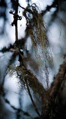 Finsko, NP Helvetinjrvi, provazovky  foto Michael Stanovsk 1998
