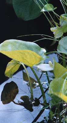 Finsko, NP Helvetinjrvi, foto Michael Stanovsk 1998