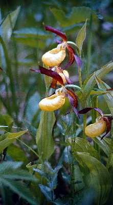 Finsko, NP Oulanka, Stevink pantoflek - foto Michael Stanovsk 1998