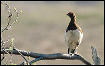 Blokur rousn (Lagopus lagopus)